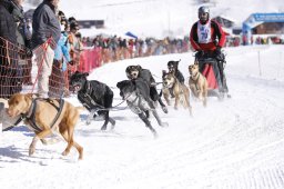 Lenk 2013